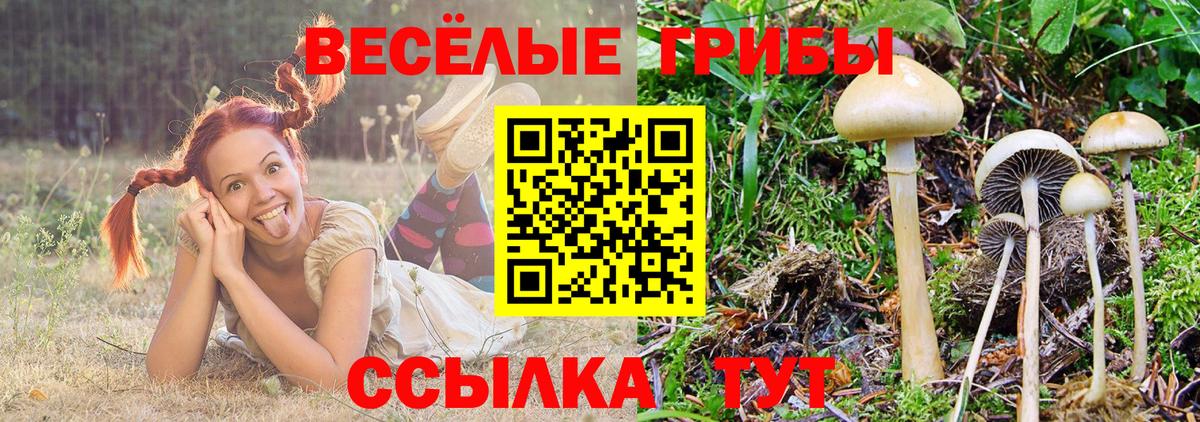 Галлюциногенные грибы Psilocybe  Вход с VPN  Галлюциногенные грибы GOLDEN TEACHER  Невинномысск 